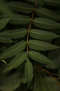 Tipos de hojas de árboles lanceoladas.