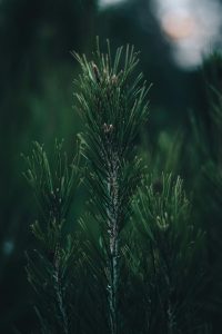 Tipos de hojas de árboles acirculares.